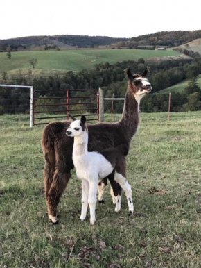 Llama House - Amazing Views, Country Setting - Pet the Llamas! Close to Everything!